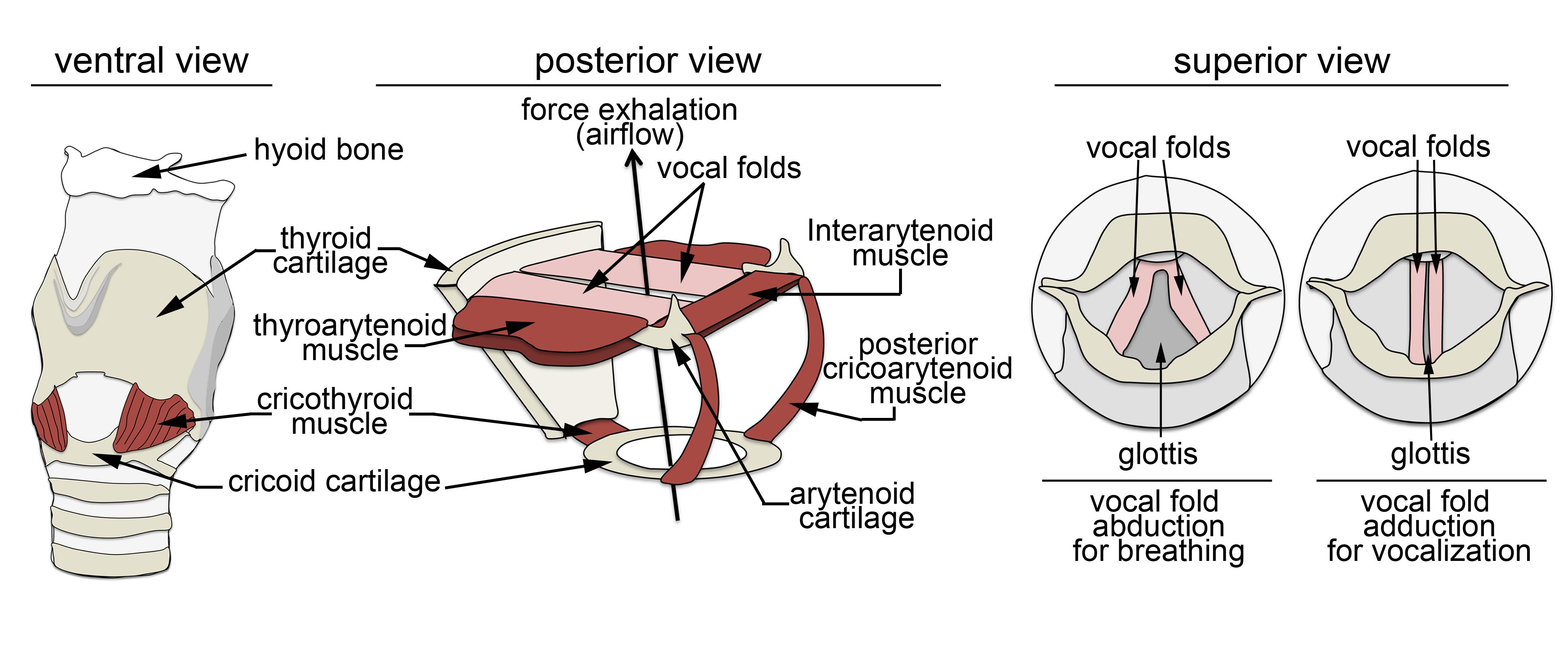 Figure 1. Anatomy of the larynx in mammals. 